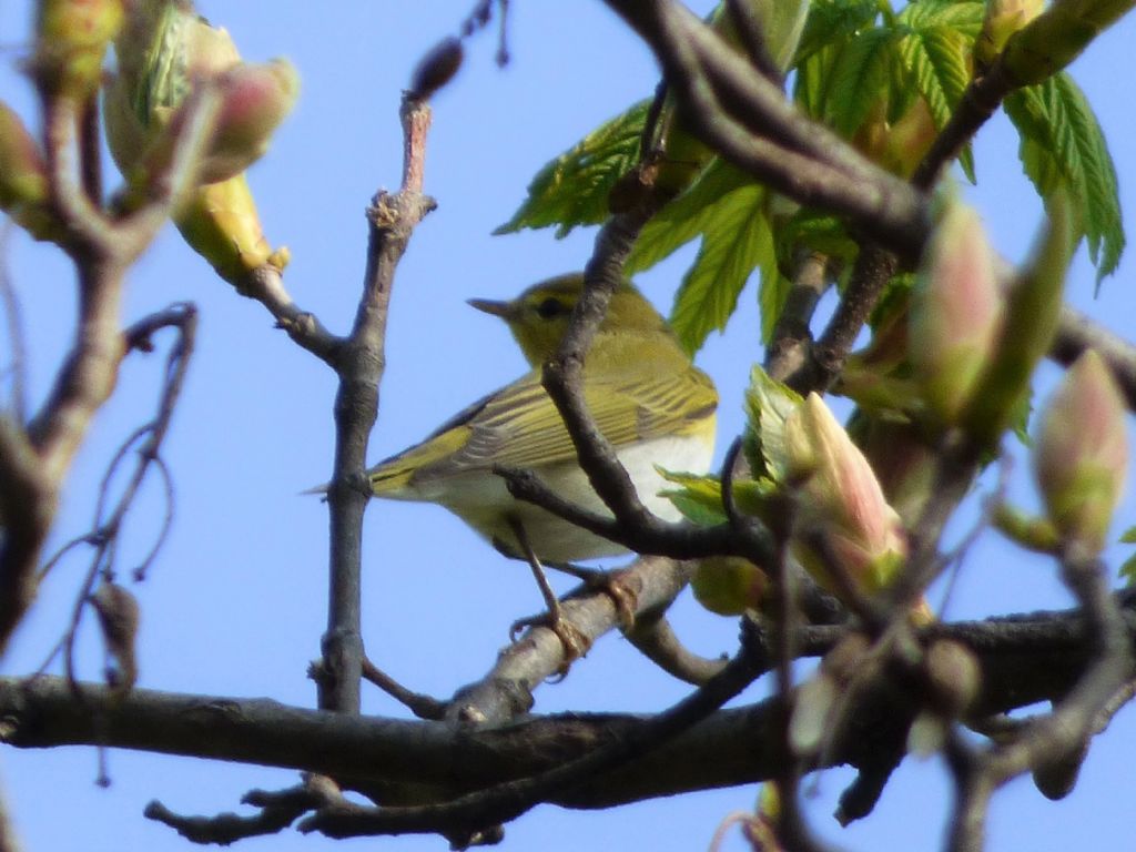 lu verde (Phylloscopus sibilatrix)