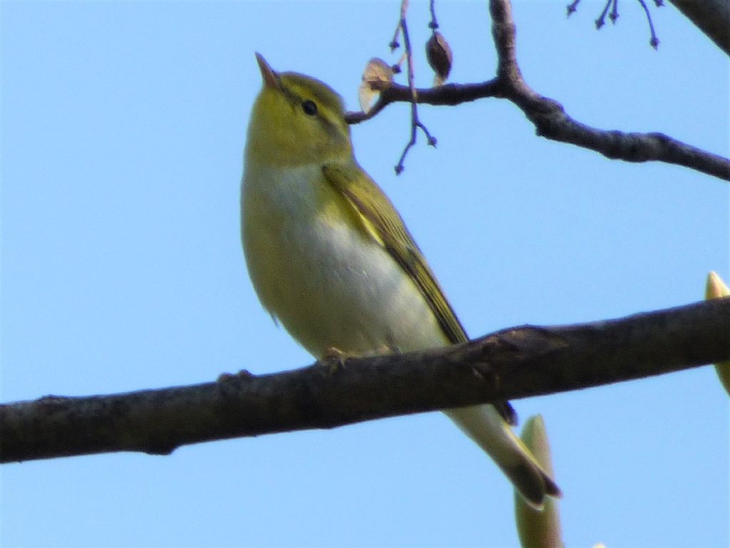 lu verde (Phylloscopus sibilatrix)