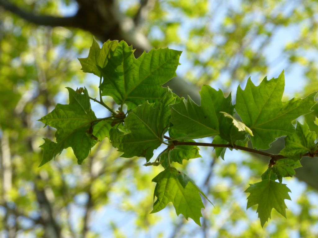 Platanus orientalis / Platano orientale