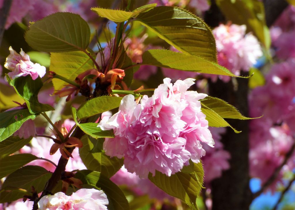 Prunus serrulata?  S !