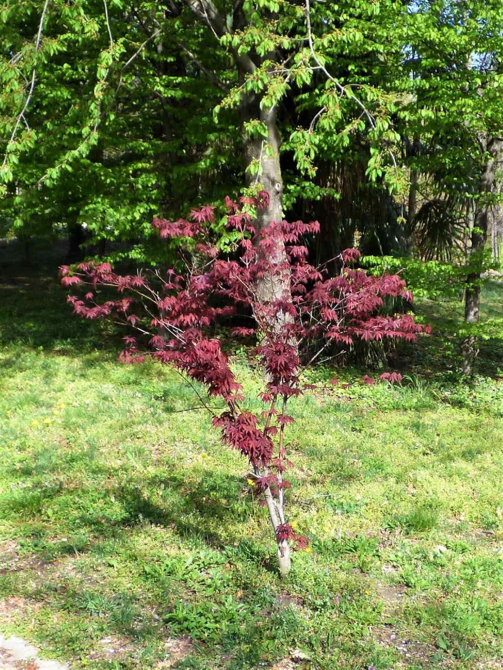 Acer palmatum / Acero palmato