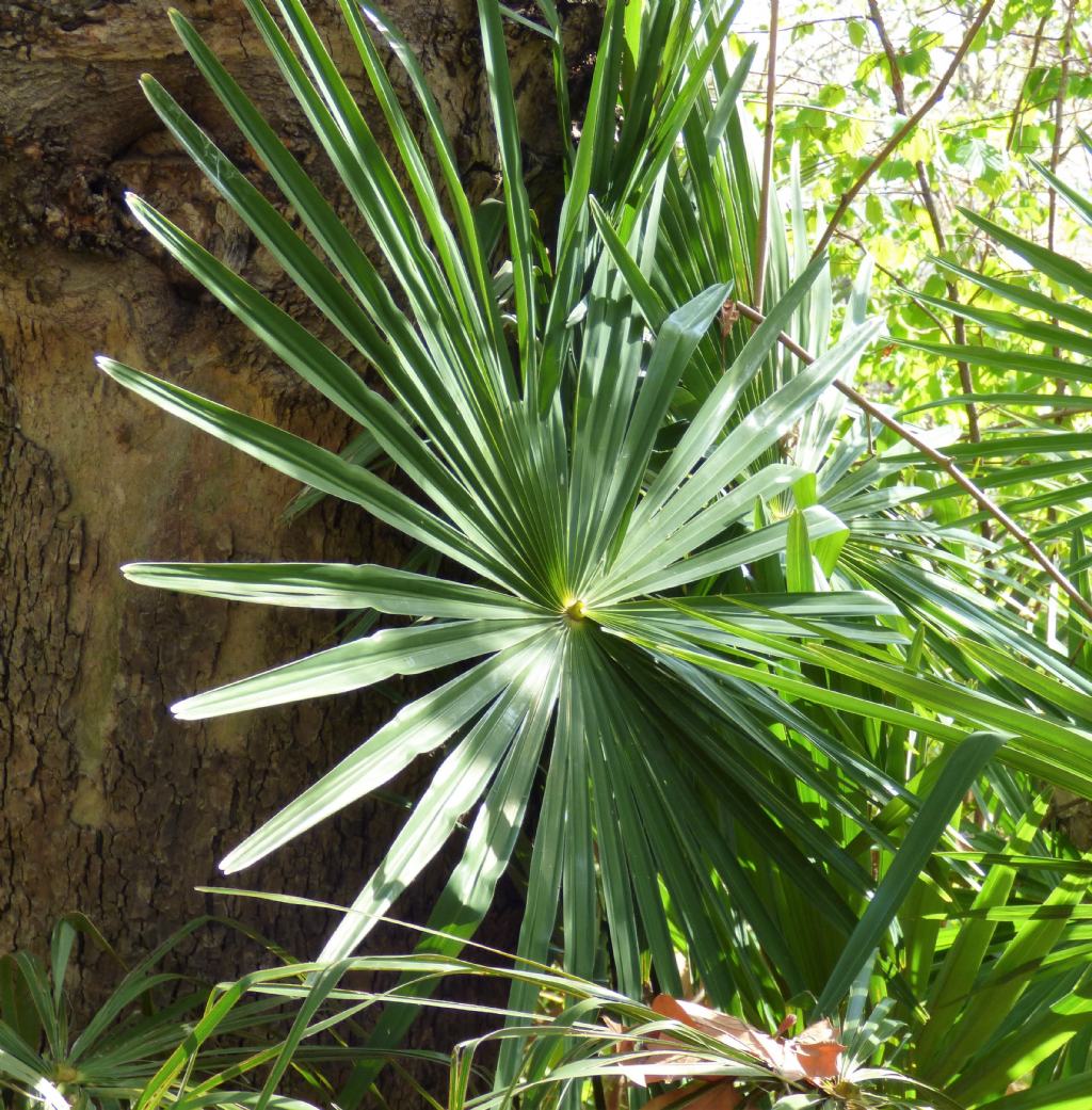 Palma da det.:  Trachycarpus fortunei (cfr.)