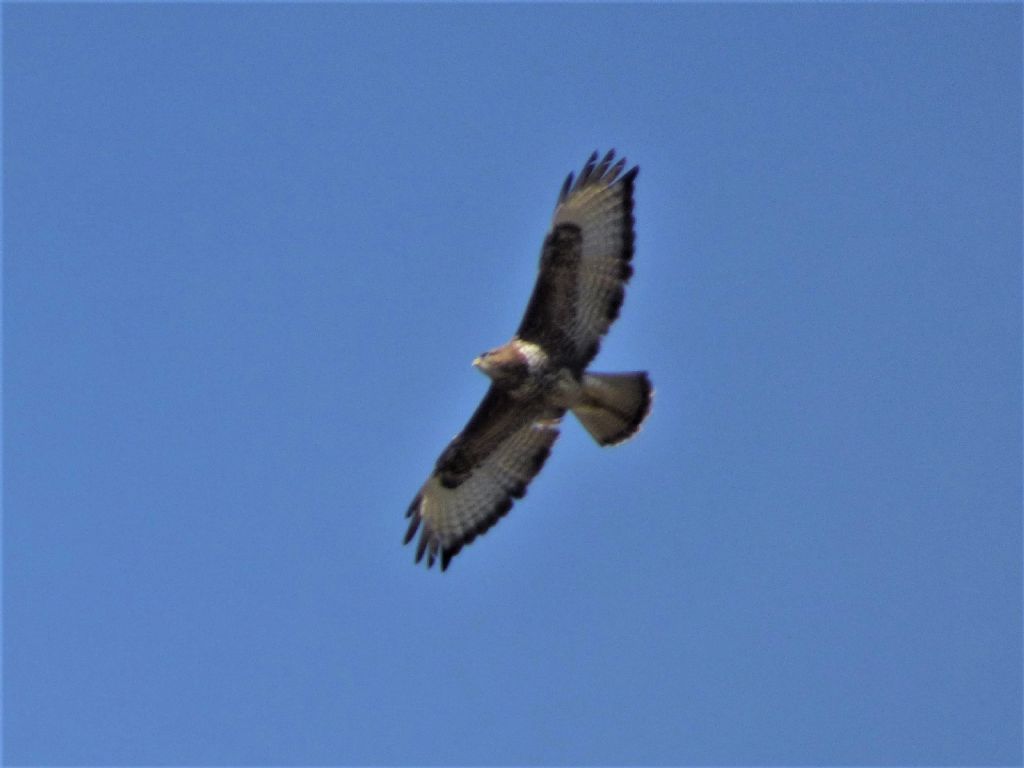 Poiana (Buteo buteo)