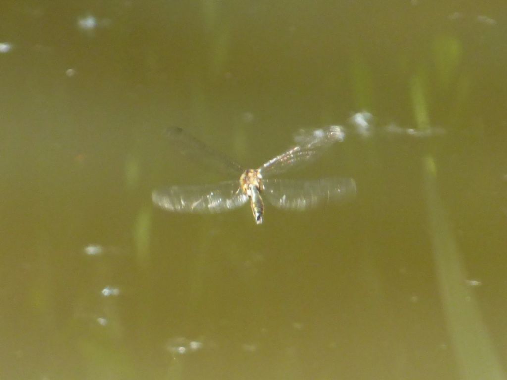 Somatochlora metallica... no, Cordulia aenea