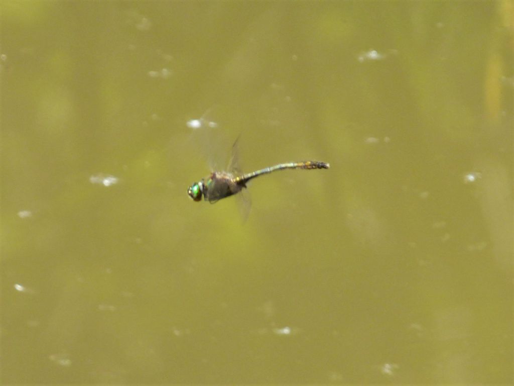 Somatochlora metallica... no, Cordulia aenea