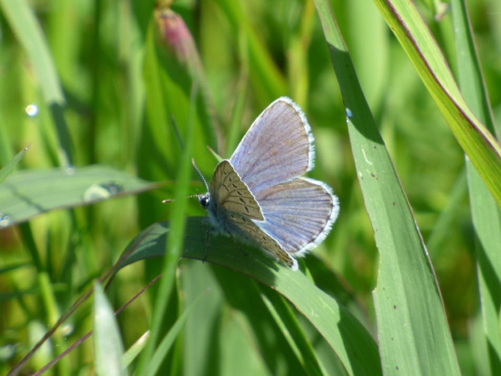 Polyommatus icarus?