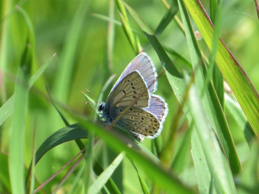 Polyommatus icarus?