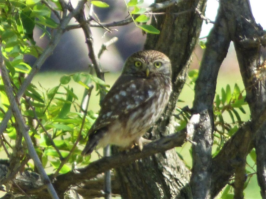 sorpresa: Civetta (Athene noctua)