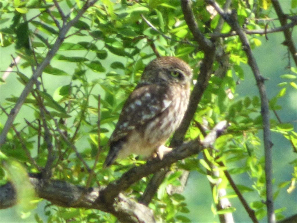 sorpresa: Civetta (Athene noctua)