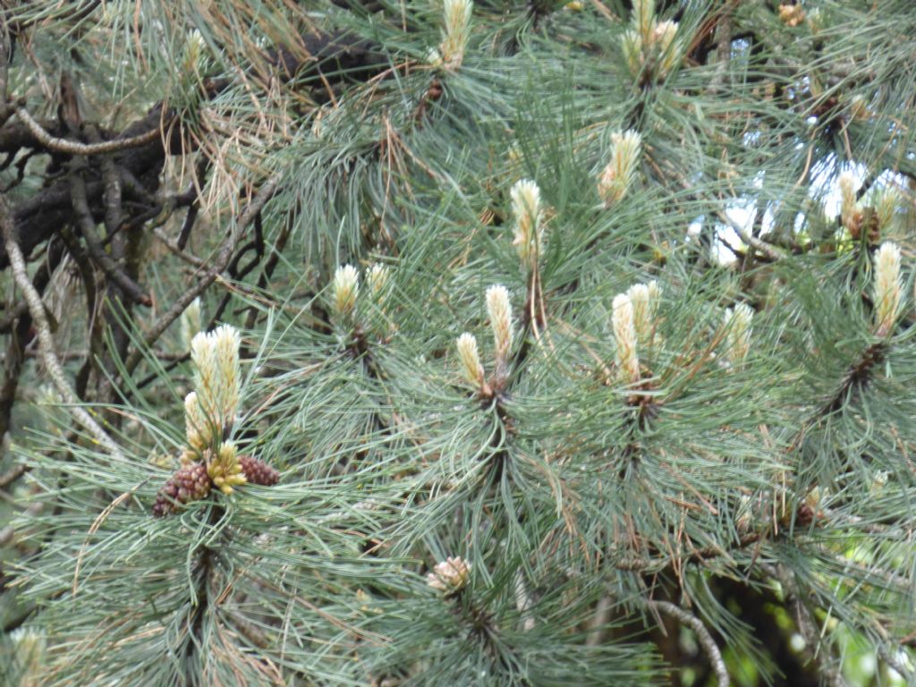 pino strobo (Pinus strobus)?