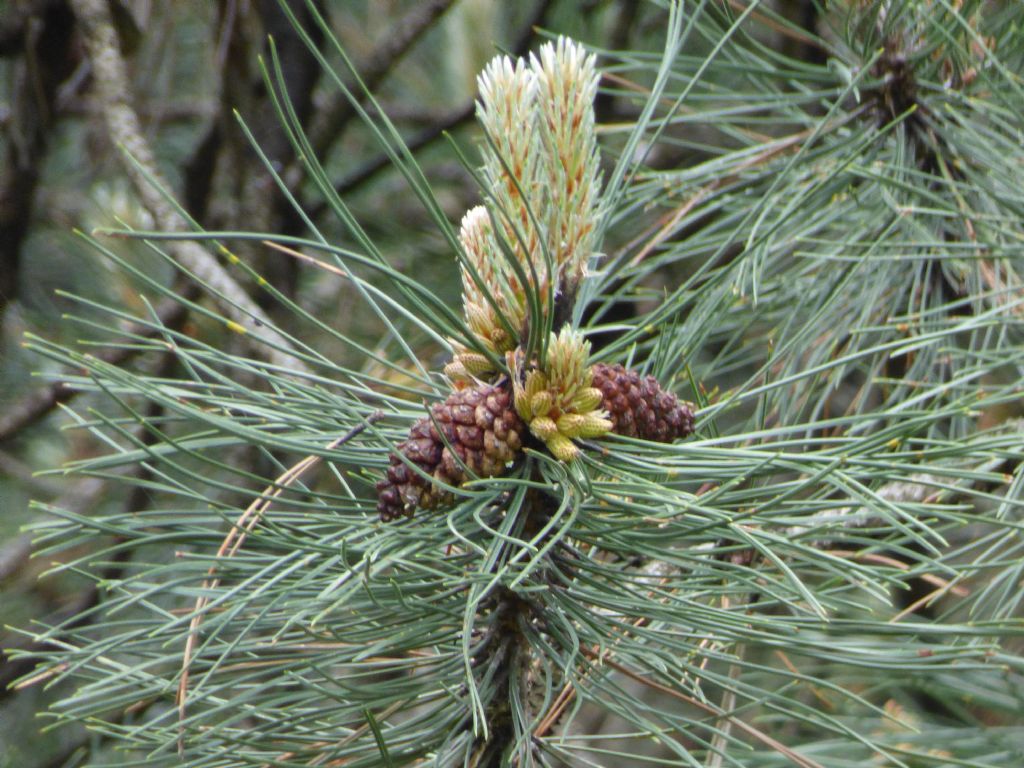 pino strobo (Pinus strobus)?