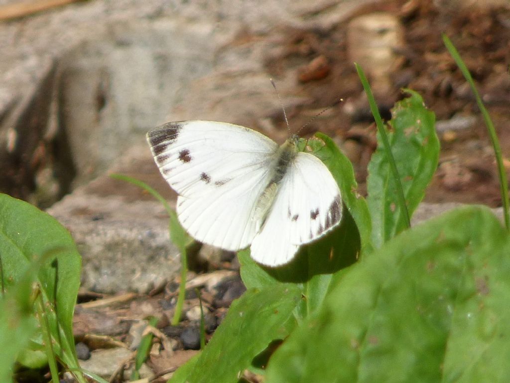 Pieris napi