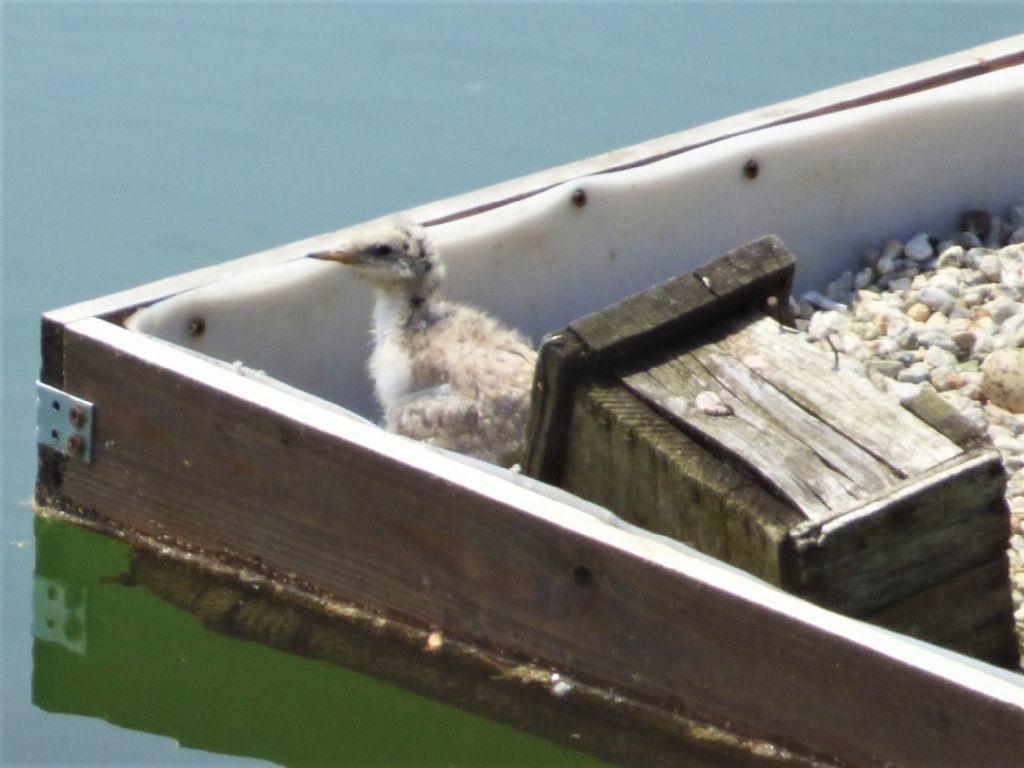 Sterne comuni (Sterna hirundo) con nuovi nati