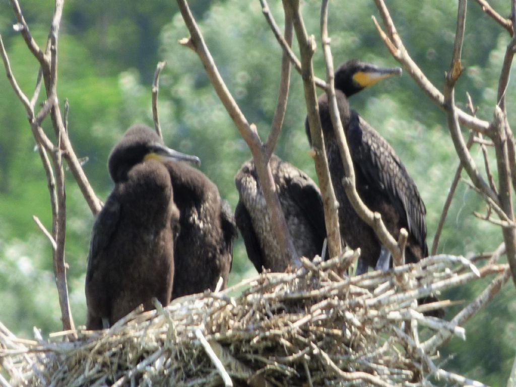 Cormorani (Phalacrocorax carbo) con nuovi nati