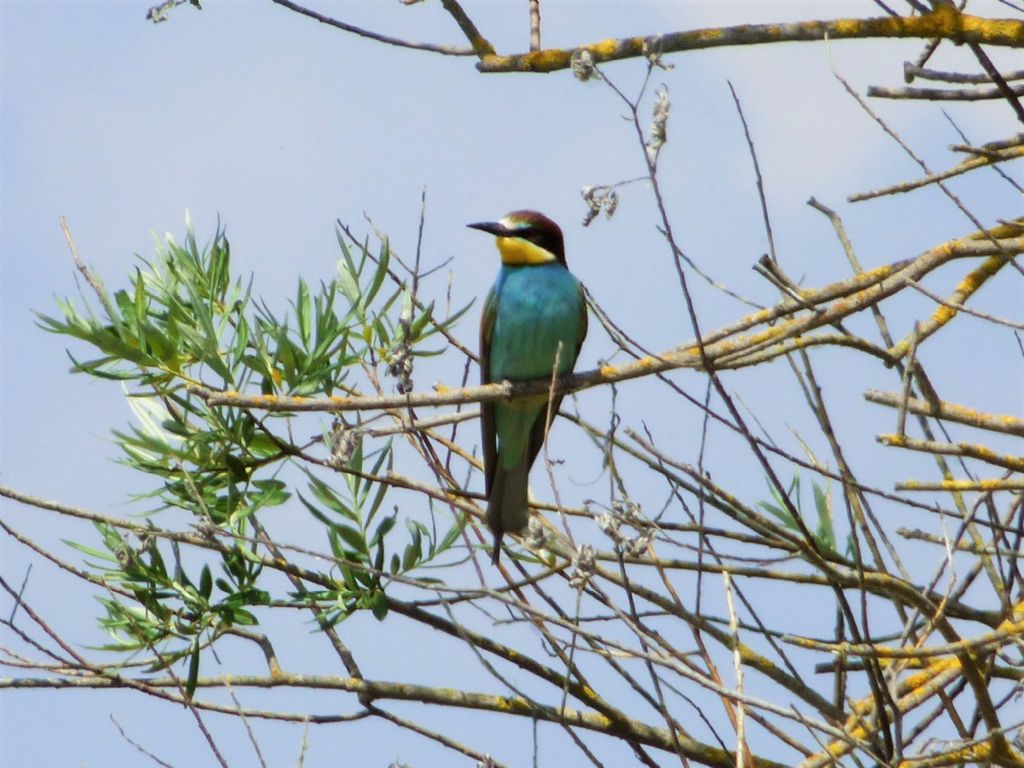 Gruccioni (Merops apiaster)