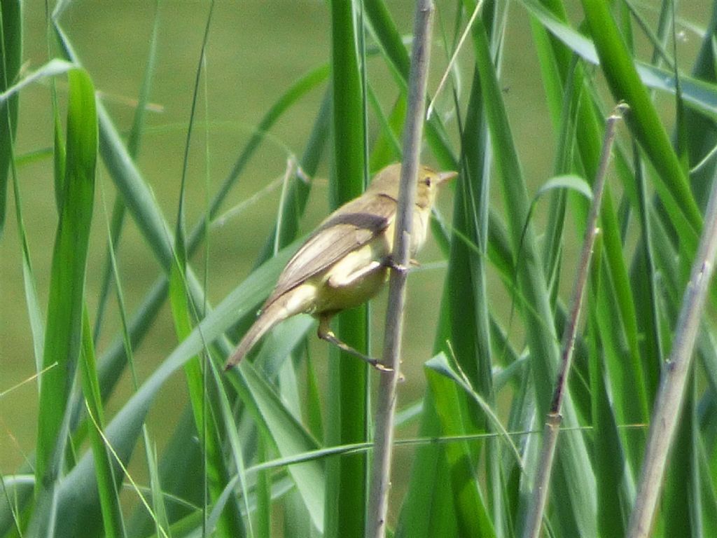 Cannaiola verdognola (Acrocephalus palustris)