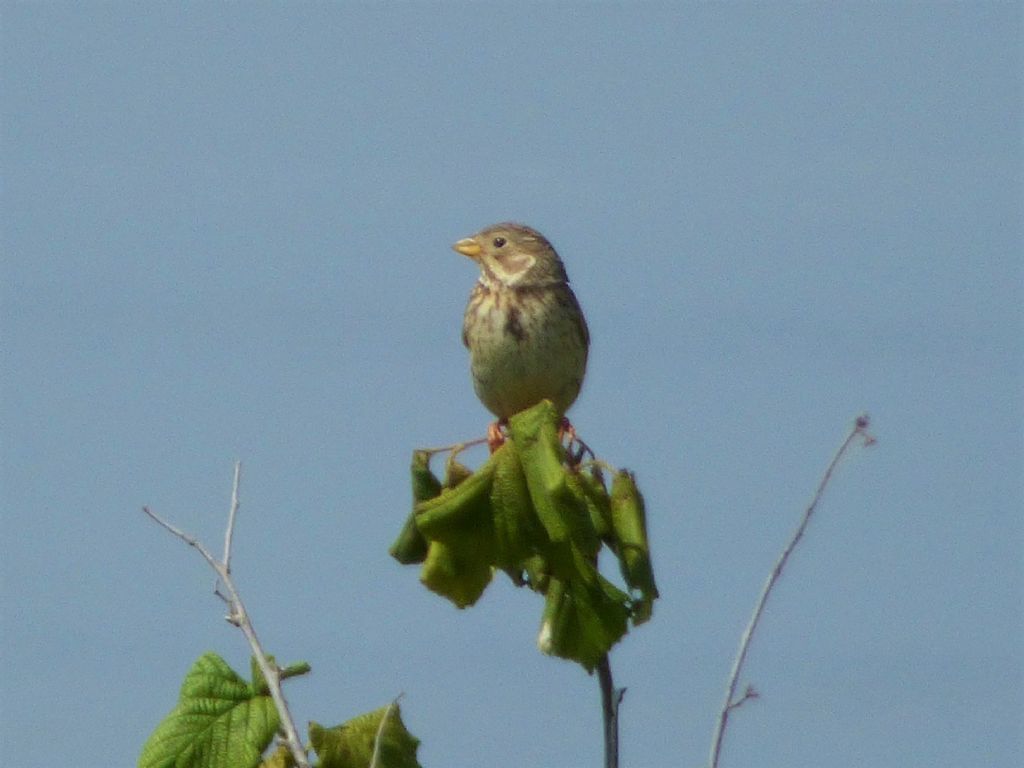 Strillozzo (Emberiza calandra)