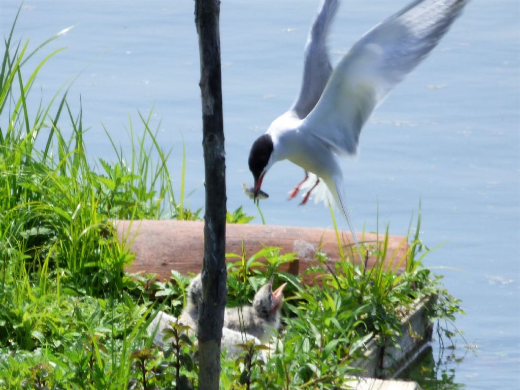 Sterne comuni (Sterna hirundo) con nuovi nati