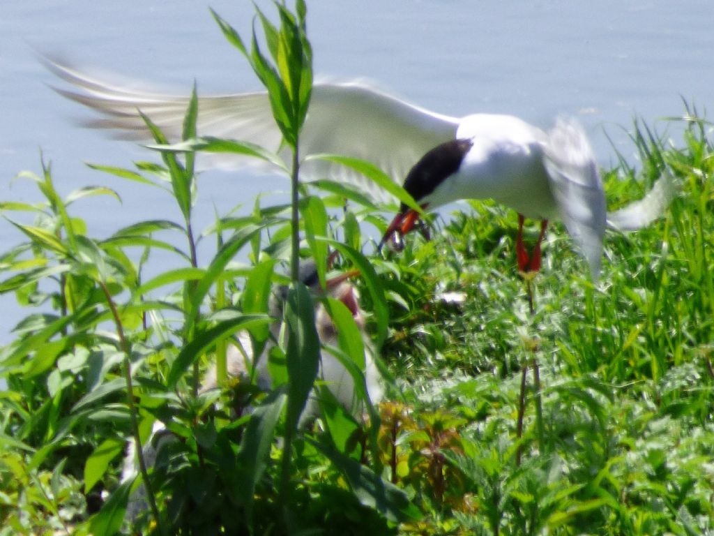 Sterne comuni (Sterna hirundo) con nuovi nati