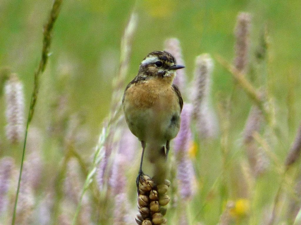 Stiaccini  (Saxicola rubetra)