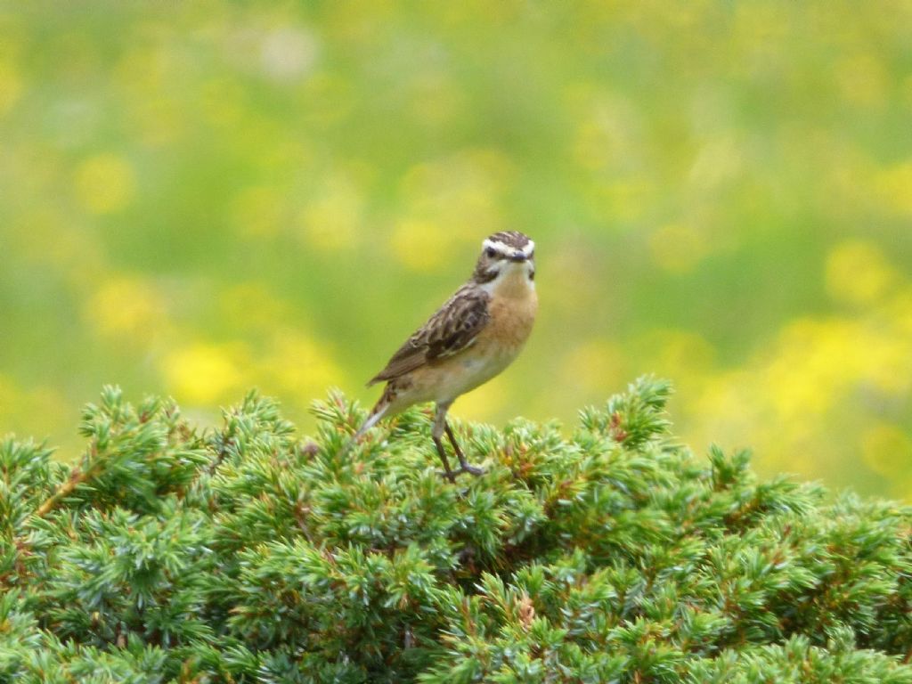 Stiaccini  (Saxicola rubetra)