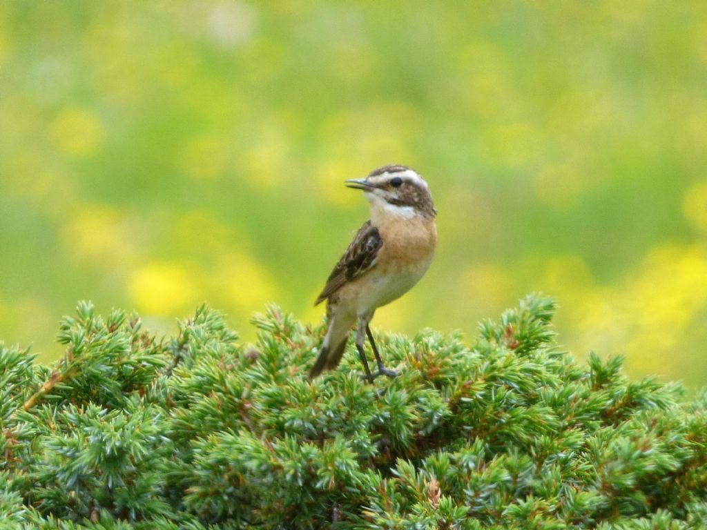 Stiaccini  (Saxicola rubetra)