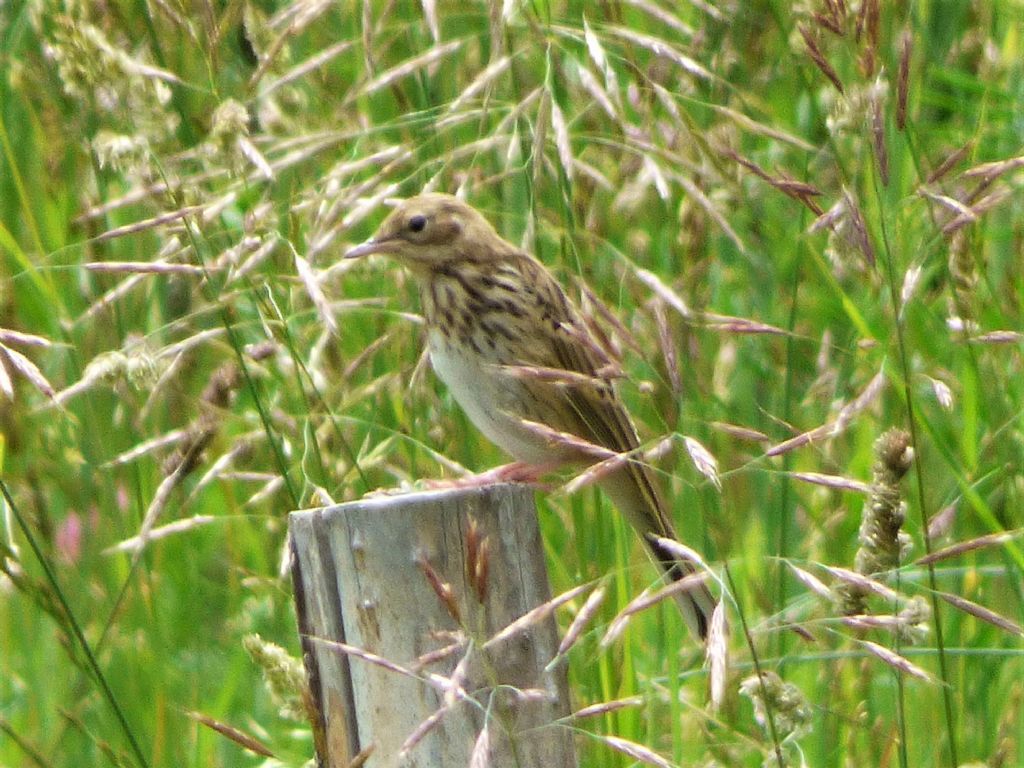 Prispolone (Anthus trivialis)