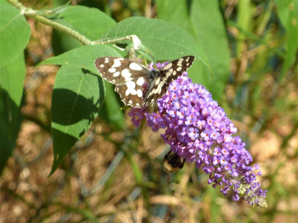 Melanargia galathea