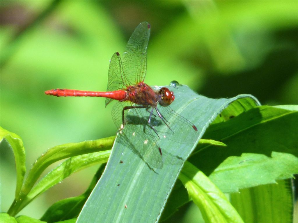 sympetrum sanguineum