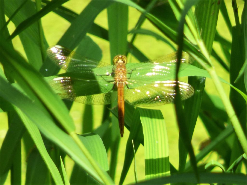 Sympetrum pedemontanum