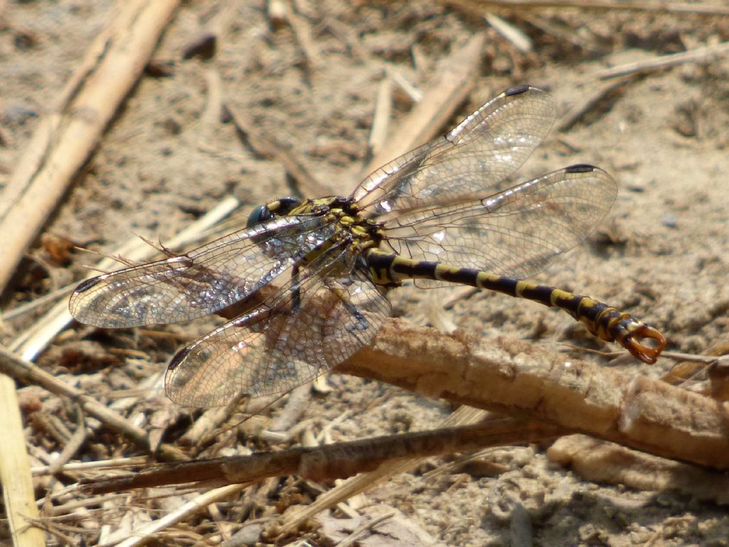 Onychogomphus forcipatus