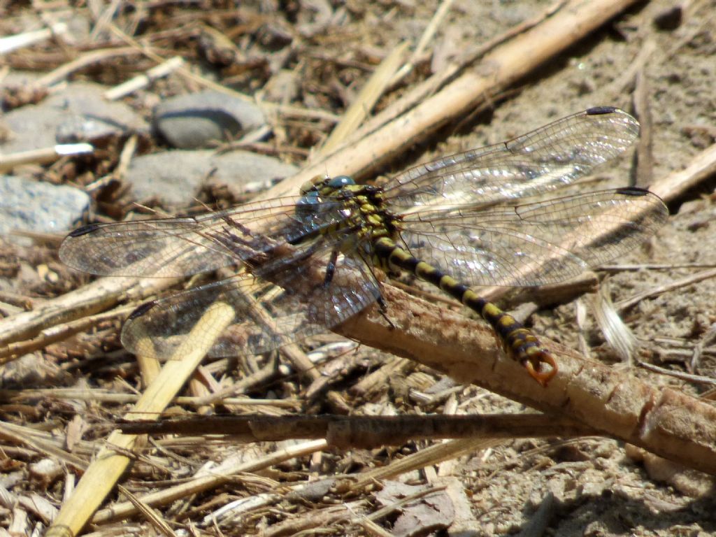 Onychogomphus forcipatus