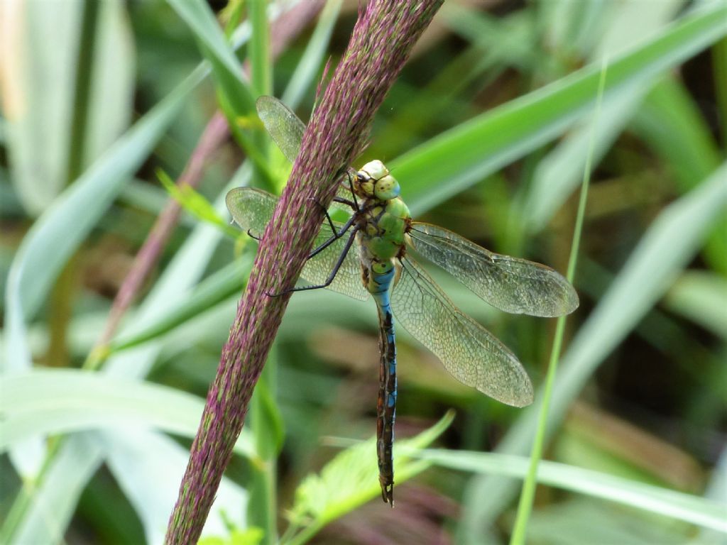 Anax imperator