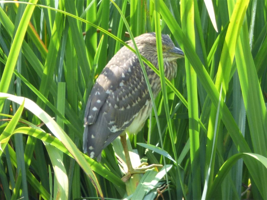 Nitticora (Nycticorax nycticorax) juv.