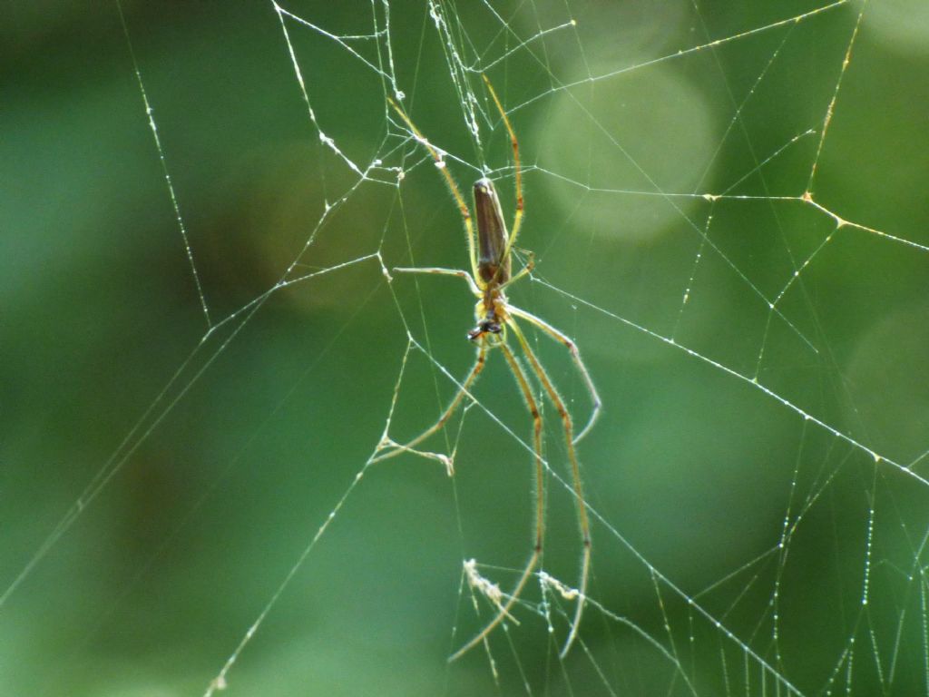 Tetragnatha sp. - Rocca de Baldi (CN)