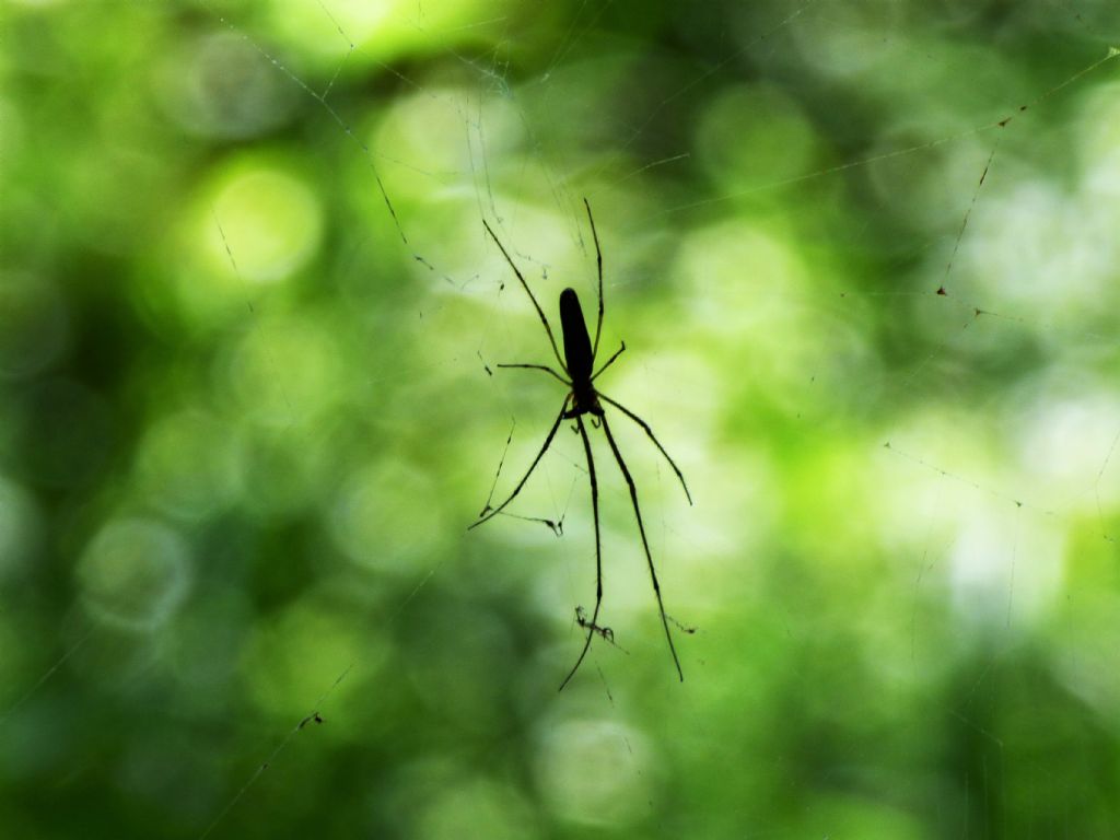 Tetragnatha sp. - Rocca de Baldi (CN)