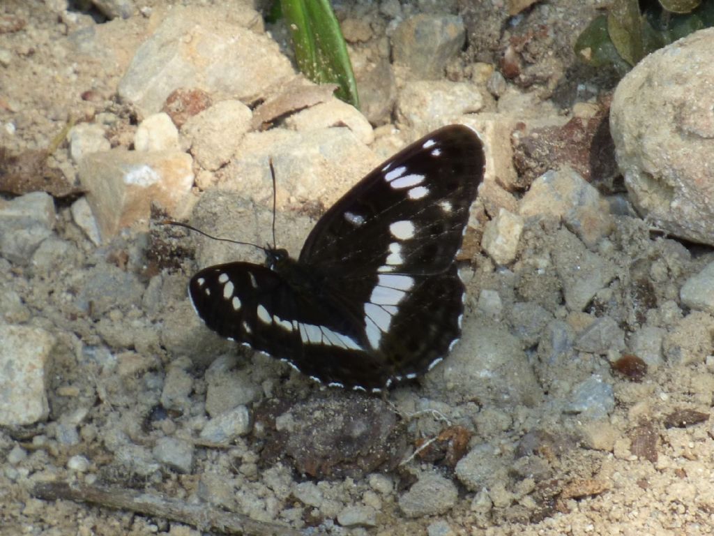 Limenitis camilla