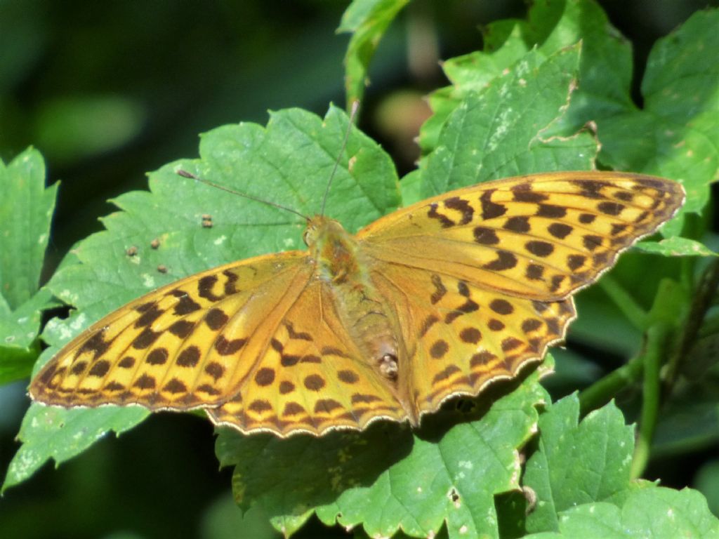 Argynnis paphia f.