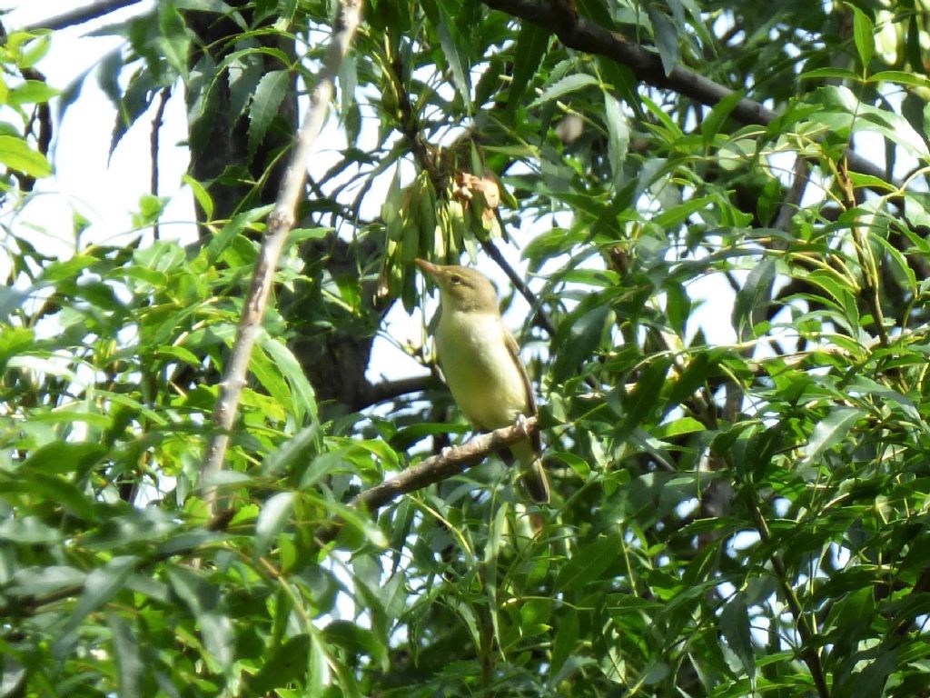 Lu grosso (Phylloscopus trochilus) (I suppose...)