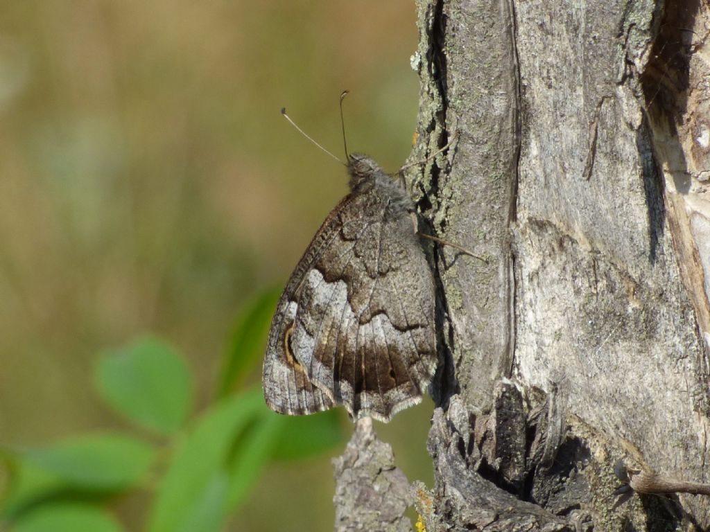 Hipparchia fagi?