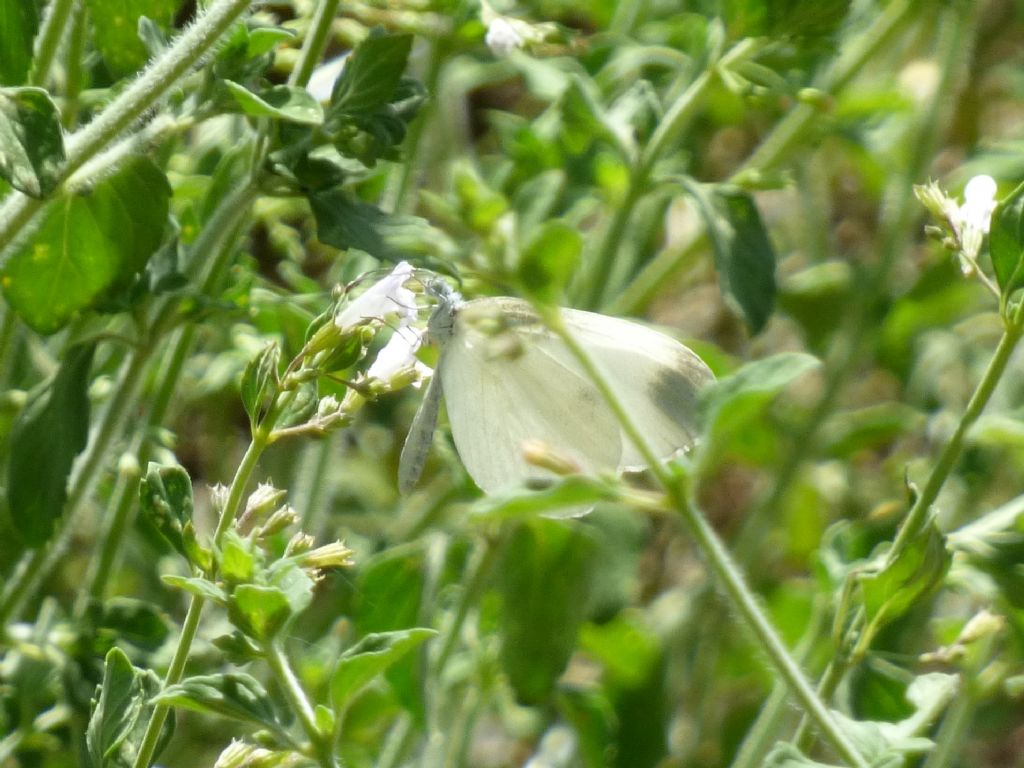 Pieris rapae? No, Leptidea sinapis - Pieridae