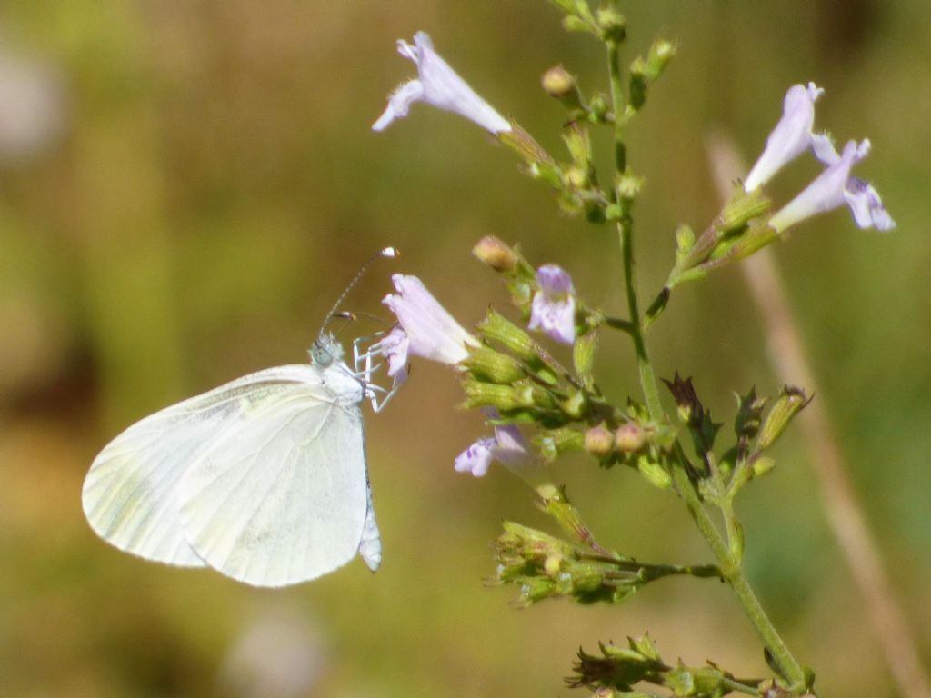 Leptidea sinapis