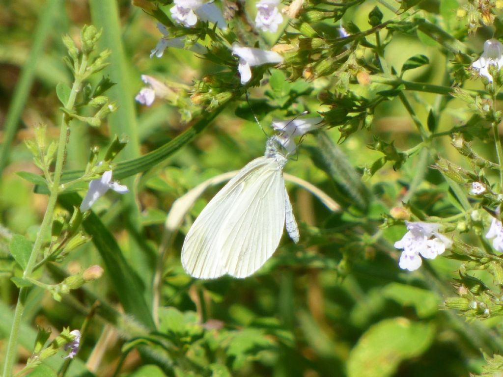 Leptidea sinapis