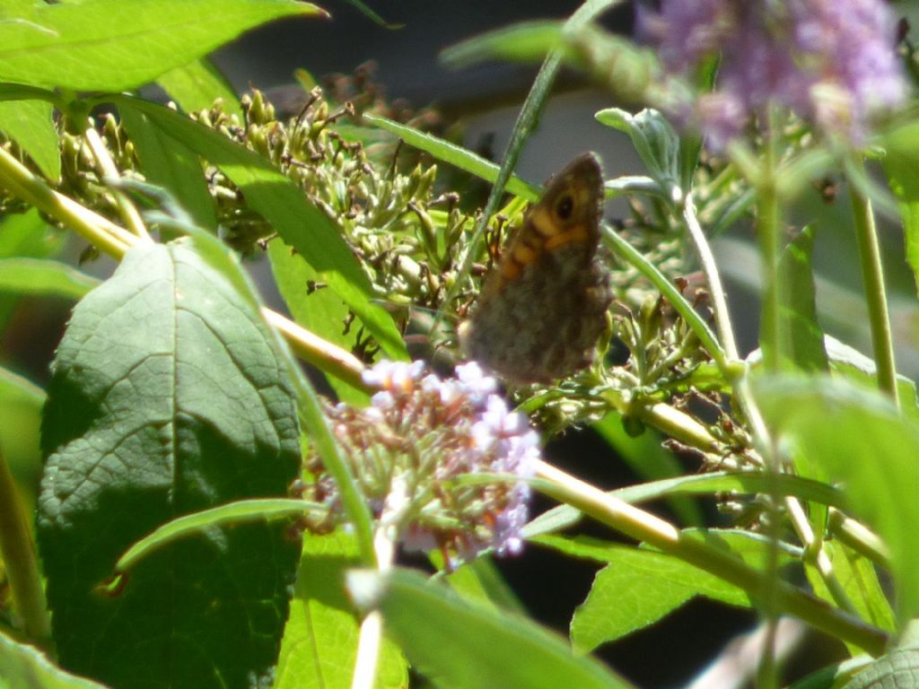 Lasiommata maera? No, Lasiommata megera - Nymphalidae