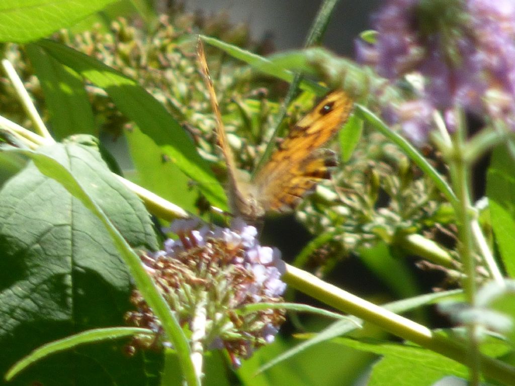 Lasiommata maera? No, Lasiommata megera - Nymphalidae