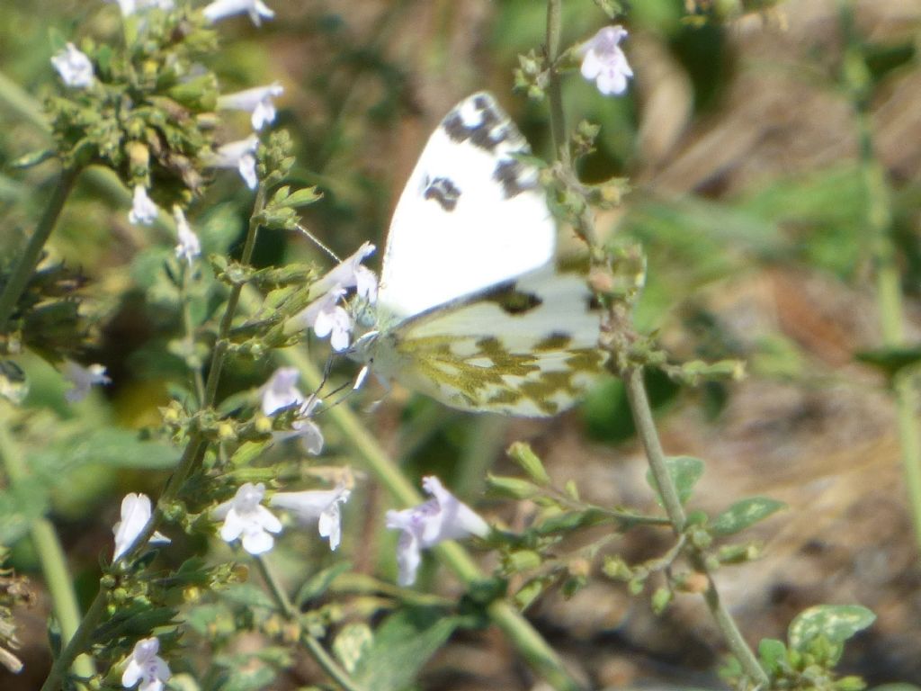 Pontia edusa