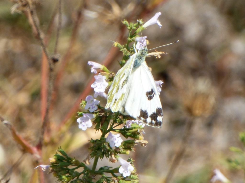 Pontia edusa