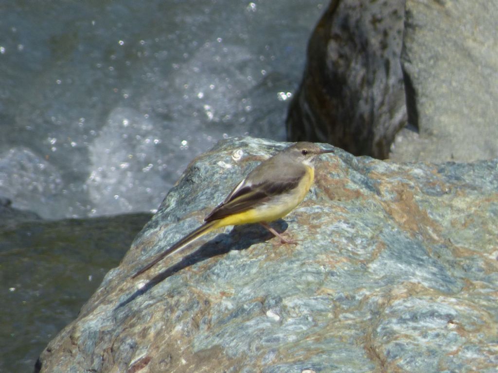 Ballerina gialla (Motacilla cinerea)