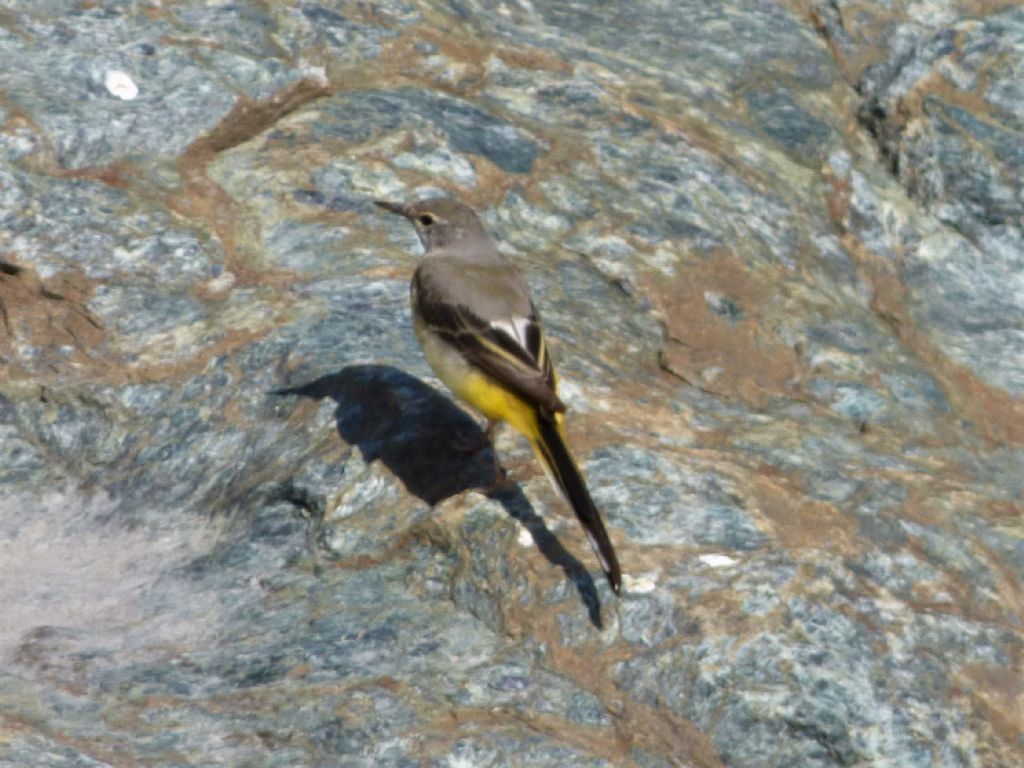 Ballerina gialla (Motacilla cinerea)