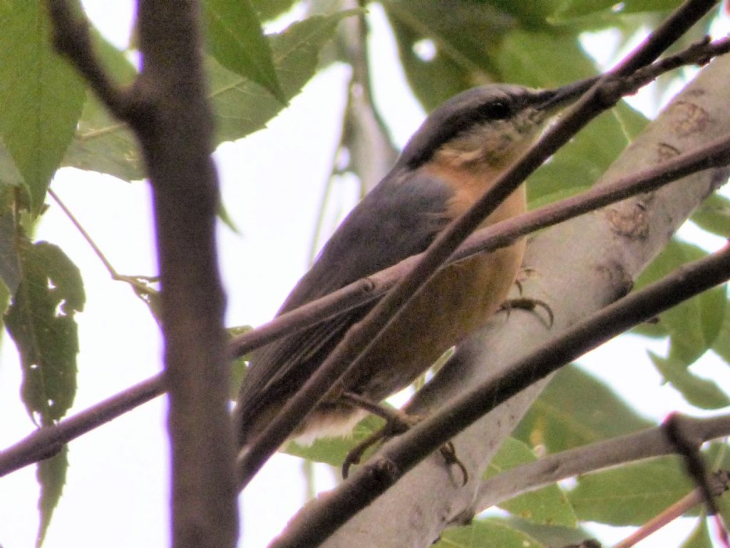 Picchio muratore (Sitta europaea)